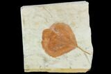 Fossil Leaf (Zizyphoides) - Montana #101886-1